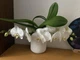 Орхидея L'arrangeur D'orchidee (белая) - изображение 2
