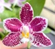 Орхідея (підліток зараз без квітів) TopDreams фаленопсис Phal 4701 Little purple chips 1.7 (мох) - изображение 1