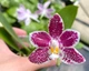 Орхідея (підліток зараз без квітів) TopDreams фаленопсис Phal 4701 Little purple chips 1.7 (мох) - изображение 3