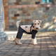 Зимняя куртка для собак V.PET.B.R. Luxury Dog Jacket C519 Navy Blue, S - изображение 4