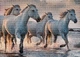 Пазли Interdruk Horses 4 тришарові 1000 деталей (384997) - зображення 2