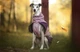 Тепла зимова куртка для собак Glacier jacket 3.0 Non-stop dogwear Фіолетовий 30 - изображение 3