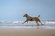 Охолоджуючий жилет для собак Cooling vest Non-stop dogwear Сірий S - изображение 6