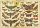 Пазлы трехслойные 2000 деталей Vintage Nature1 Interdruk 385031 - изображение 4