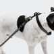 Біотановий повідець вільні руки для собак Cloud7 Hands-Free-Leash Ipanema Чорний 1,6 - 2,6 м One Size - изображение 3