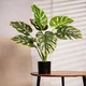 Штучна рослина Homla Tropical Zone монстера 66 см (5906496730641) - зображення 4