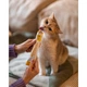 Вітаміни GimCat Every Day мультивітамінна паста для котів для покращення імунітета 200 г - зображення 5