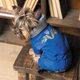 Костюм Pet Fashion ZHAN для собак синій XS - изображение 5