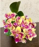 Орхидея (нецветущий подросток) TopDreams Phal 5061 Sogo Yellowtris метелик, квіти 5 см, 1.7 (мох) - изображение 1