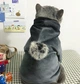 Толстовка для котів (кішок) Бубон M Сірий - зображення 9