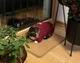 Кофта для котов (кошек) Ажур S Красный - изображение 9