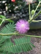 Мимоза стыдливая семена 0,2 гр. (прибл. 50 шт) (Mimosa pudica) розовая комнатная - изображение 8