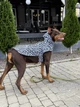 Дождевик-накидка с капюшоном для собак WAUDOG Clothes, рисунок "Зебра", размер L (358-0055) - изображение 12