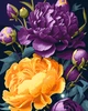 Картина по номерам 40×50 см Kontur. Насыщенные пионы. DS0491 - изображение 1