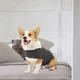 Успокаивающий жилет для собак WanTalk Dog Anxiety Jacket, Dark Grey, 2XL - изображение 3