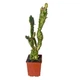 Кактус Опунція Монаканта Варіегата Вветвистая (Opuntia monacantha variegata Branched), высота растения 23 см, контейнер 7*7*9 см (s144s23) - изображение 2