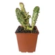 Кактус Опунція Монаканта Варіегата Вветвистая (Opuntia monacantha variegata Branched), высота растения 10 см, контейнер 7*7*9 см (s144s10) - изображение 1