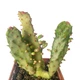 Кактус Опунція Монаканта Варіегата Вветвистая (Opuntia monacantha variegata Branched), высота растения 10 см, контейнер 7*7*9 см (s144s10) - изображение 5
