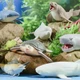 Стретч-игрушка в виде животного серии Legend of animals Макси - Хранители океана(в дисп.) - изображение 5