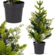 Штучна ялинка Home Styling Collection 839228 в горщику 45 см (8720573316019) - зображення 2