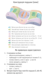 Подушка ортопедическая Pillow Way BeautyBalance против морщин сна и отёчности M L 65×33 см айвори - изображение 6