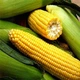 Семена кукурузы Спирит F1, Syngenta, 50 г. - изображение 3