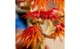 Конструктор Lego Botanicals Бонсай из японского красного клена, 474 деталей 10348 - изображение 5