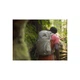 Рюкзак туристический Osprey Hikelite 32 pine leaf green S/M (009.3337) - изображение 5
