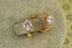 Серьги детские Xuping Jewelry глобус с белым 1,3 см золотистые - изображение 2