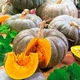Насіння гарбуза Лікувальний 10г - изображение 2
