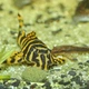 JBL ProNovo Pleco M 5.5 л корм в таблетках для сомів-присосок в акваріумі 3133600 - изображение 2