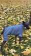 Дождевик для собак WAUDOG Clothes, водонепроницаемый, серый, M47 (198911) - изображение 16