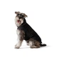 Одяг Noble Pet Bobby Black - пуховик для собак 7XL (B4141/7XL) - зображення 3