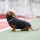 Одяг Noble Pet Bobby Black - пуховик для собак 7XL (B4141/7XL) - зображення 9