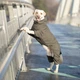 Одежда Noble Pet Travis Khaki - комбинезон для собак L (T4123/L) - изображение 10
