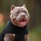 Одежда Noble Pet Softshell Ostin Navy Жилет для собак L (O4143/L) - изображение 15