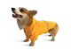 Одежда Noble Pet Moss Long Yellow - дождевик для такс и корги M (M4108/M-Long) - изображение 2