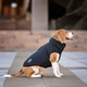 Одежда Noble Pet Softshell Ostin Navy Жилет для собак 6XL (O4143/6XL) - изображение 2
