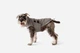 Одежда Noble Pet Bobby Gray – пуховик для собак 7XL (B4118/7XL) - изображение 5