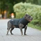 Одежда Noble Pet Softshell Ostin Navy Жилет для собак 6XL (O4143/6XL) - изображение 7