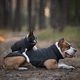Одежда Noble Pet Softshell Ostin Navy Жилет для собак 6XL (O4143/6XL) - изображение 13