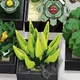 Конструктор Jie Star Botanical Collection Суккуленты Кактус Цветы в горшке 590 дет Разноцветный (28230) - изображение 11