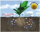Ґрунтополіпшувач для плодово-ягідних AdSoil Fruit 2.2 л - зображення 3