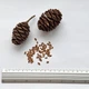Секвойядендрон гигантский семена 0,2 гр. (прибл. 40 шт) (Sequoiadendron giganteum) мамонтово дерево веллингтония - изображение 4