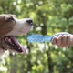 Жувальна іграшка-щітка для зубів для собак Dental Chew Stick Зелений/Синій/Рожевий, 14.2 см, рельєфні щетинки для чищення зубів і масажу ясен, порожнина для ласощів, для малих і середніх порід, Артикул ТМ19 - зображення 11