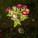Світлодіодний вуличний нічник на сонячній панелі квітка садовий лотос фіолетово-ліловий - зображення 1