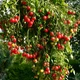 Семена Томат ампельный Gartenperle 5 шт/уп - изображение 2