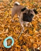 Повідець-рулетка WAUDOG R-leash для собак до 40 кг світловідбивна стрічка салатовий - зображення 3