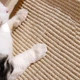 Шезлонг Taotaopets Y0037 лежак кігтеточка для котів - зображення 4
