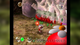 Игра Nintendo GameCube Pikmin Europe Английская Версия Б/У - изображение 6